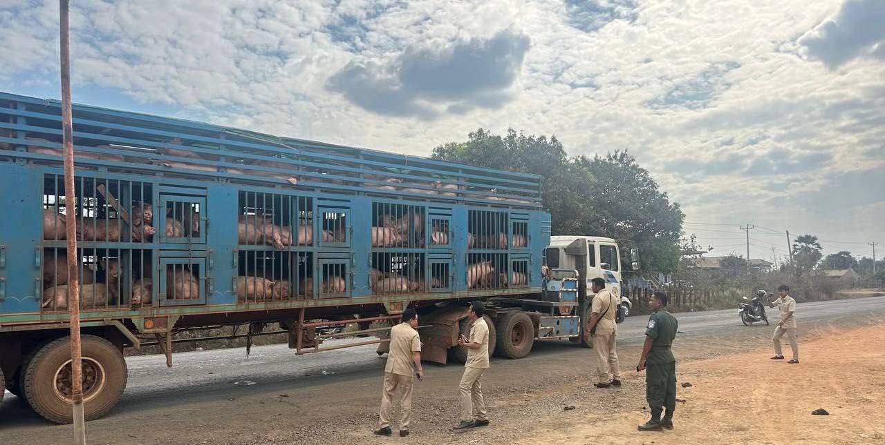 柬埔寨截获160头走私猪目的地指向金边等地-缅北警务报道