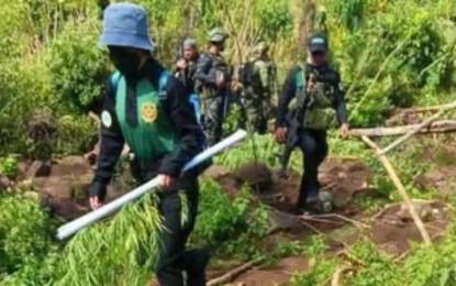 苏禄省大规模扫毒 2万多株大麻被当场焚毁-缅北警务报道