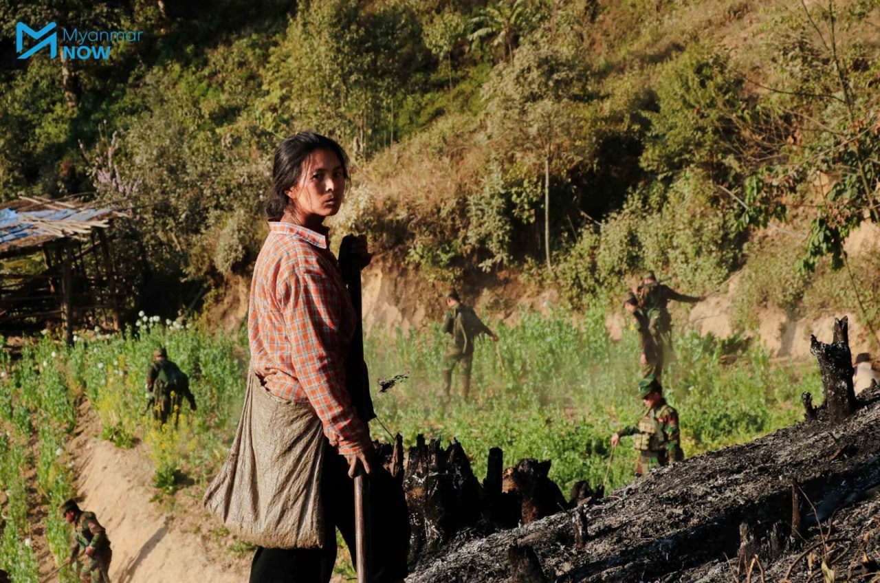 缅甸钦邦禁毒风暴：抓罂粟工还是补兵源？-缅北警务报道