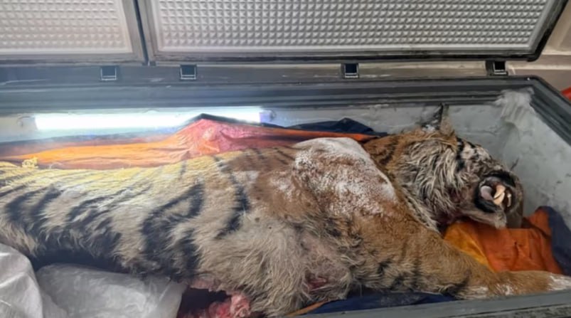 非法买卖虎尸熬制虎骨膏 越南两男被控-缅北警务报道